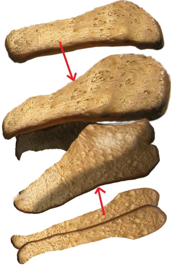 Creation of Golden dinosaur: Step 2